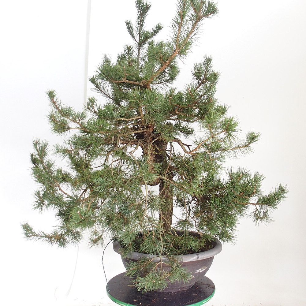 Yamadori - Pinus sylvestris Spagna