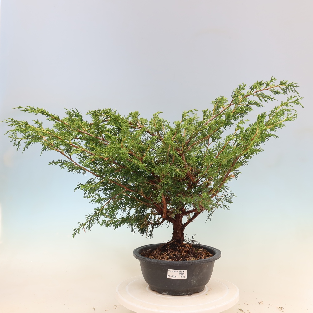 Bonsai da esterno - Juniperus chinensis Itoigawa