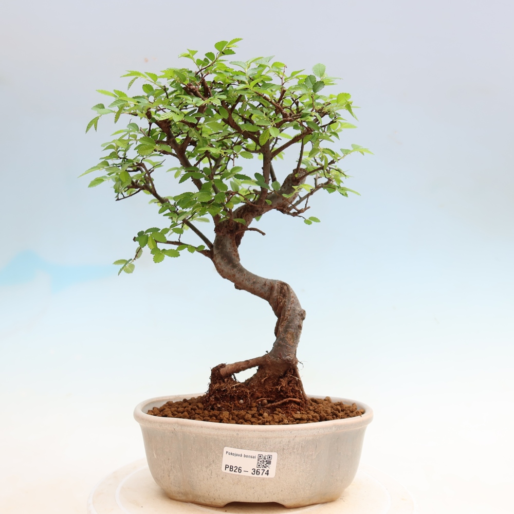 Camera bonsai - Ulmus parvifolia - Olmo a foglie piccole