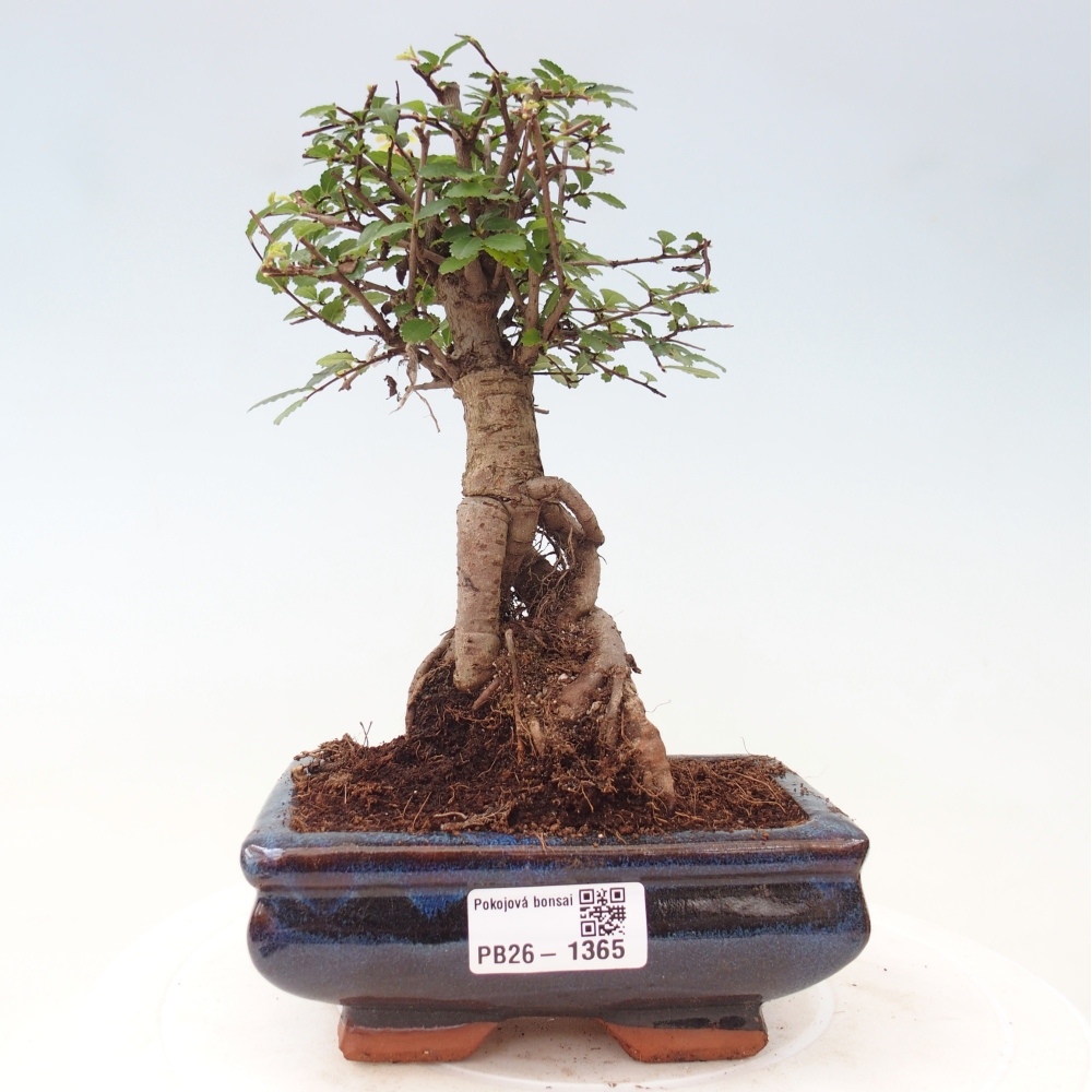 Camera bonsai - Ulmus parvifolia - Olmo a foglie piccole