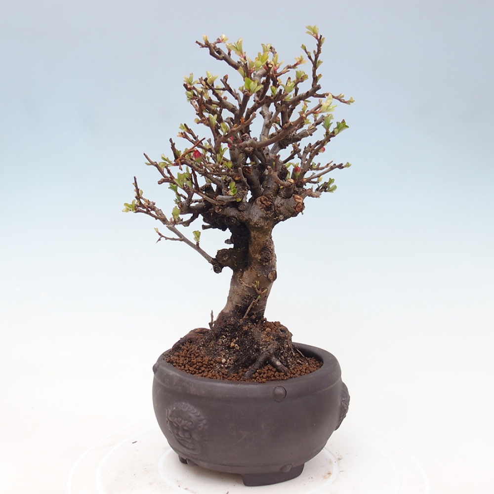 Bonsai da esterno - Chaneomeles speciosa - Cotogno