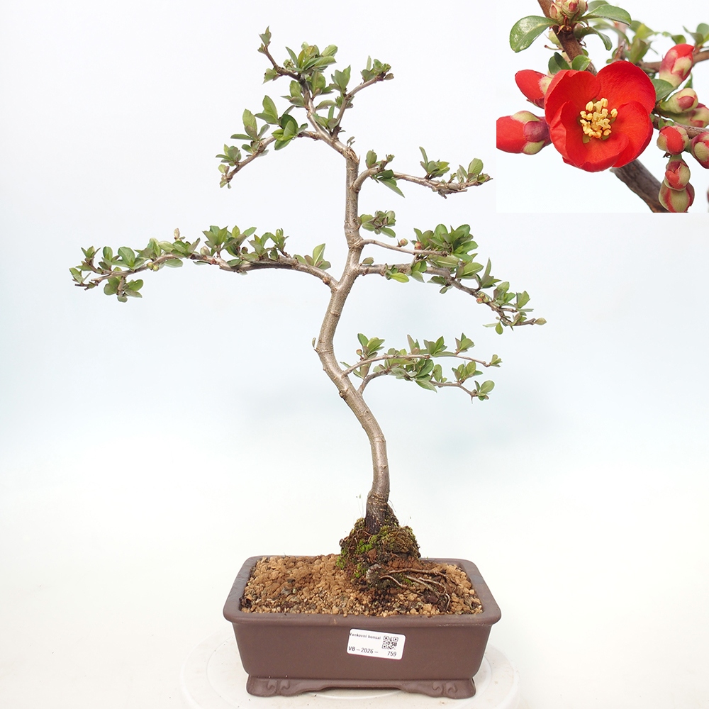 Bonsai da esterno - Chaneomeles sup. Nicoline - Cotogno