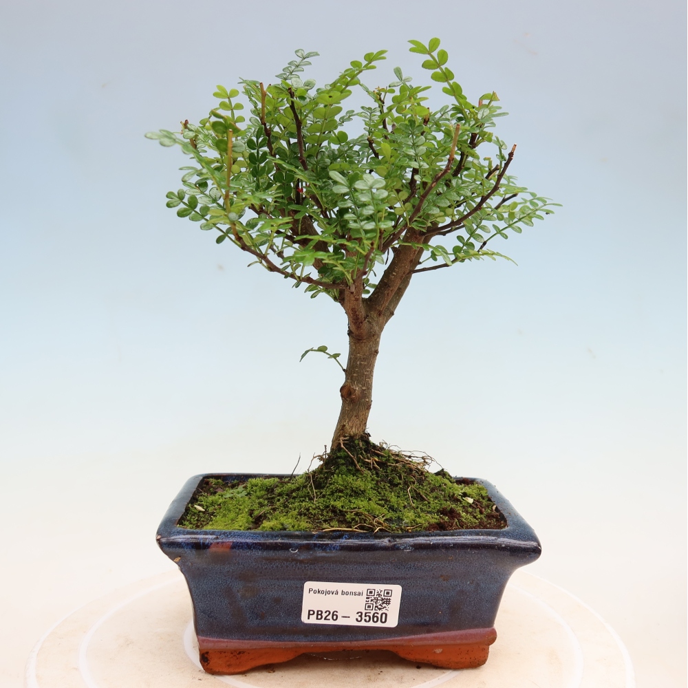 Camera bonsai - Zantoxylum piperitum - albero del pepe