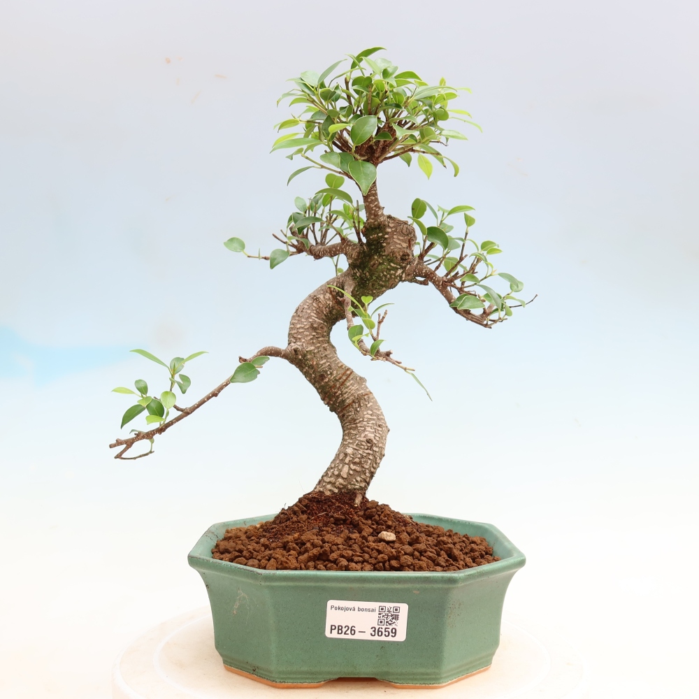 Camera bonsai - Ficus kimmen - ficus a foglie piccole
