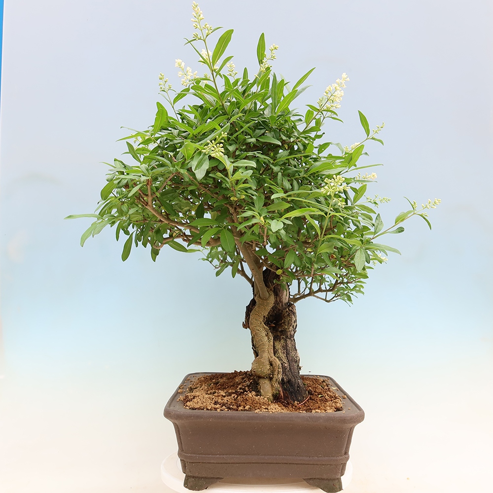 Bonsai da esterno - Ligustrum vulgare - Becco d'uccello