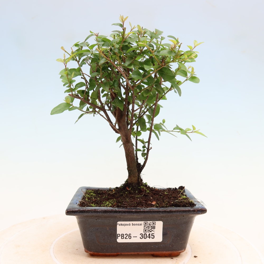Camera bonsai - Sageretia thea - Sageretia thea