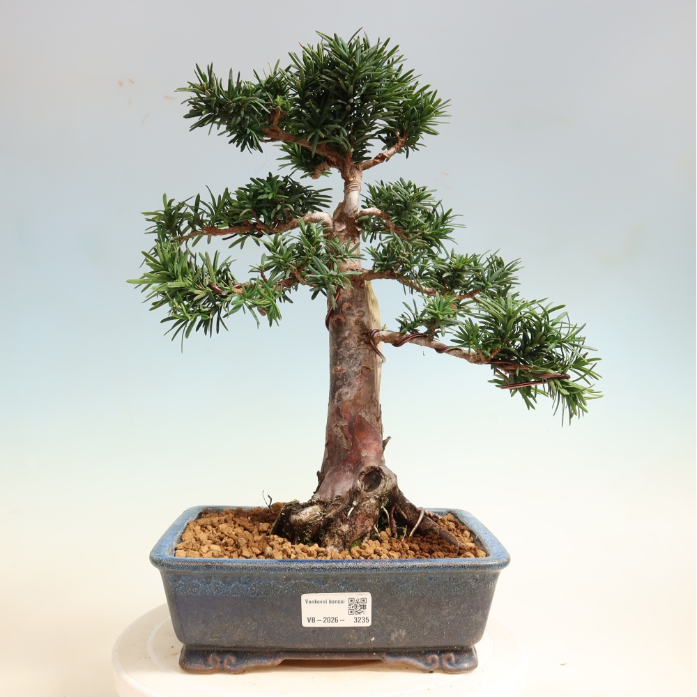 Bonsai da esterno - Taxus cuspidata - Tasso giapponese