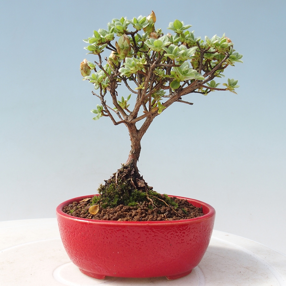 Bonsai da esterno - Rhododendron indicum - Azalea giapponese