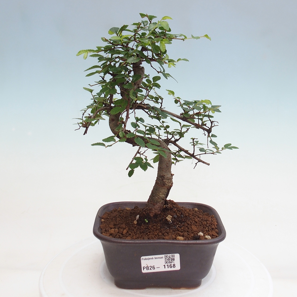Camera bonsai - Ulmus parvifolia - Olmo a foglie piccole