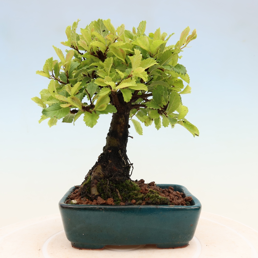 Bonsai da esterno - Zelkova - Zelkova NIRE