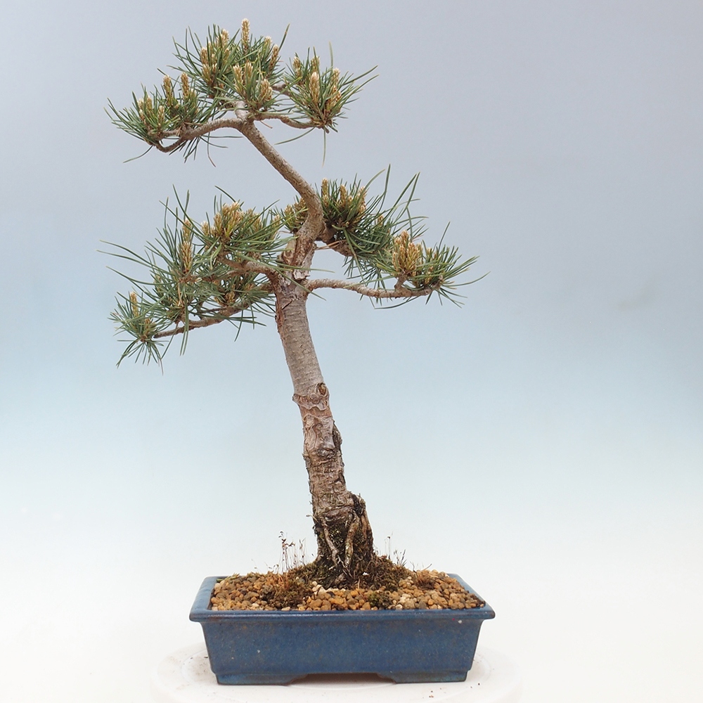 Bonsai da esterno - Pinus Sylvestris Watererri - Pino silvestre