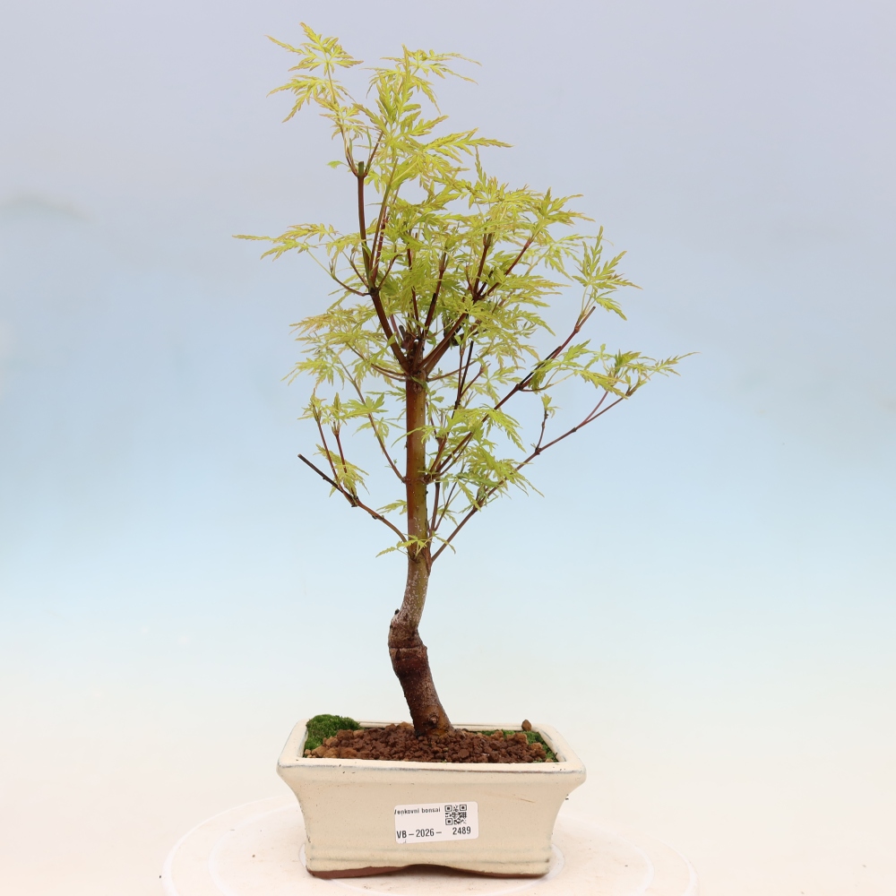 Bonsai da esterno - Acer palmatum Dissectum