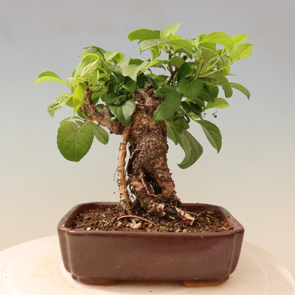 Bonsai da esterno - Celastrus orbiculatus