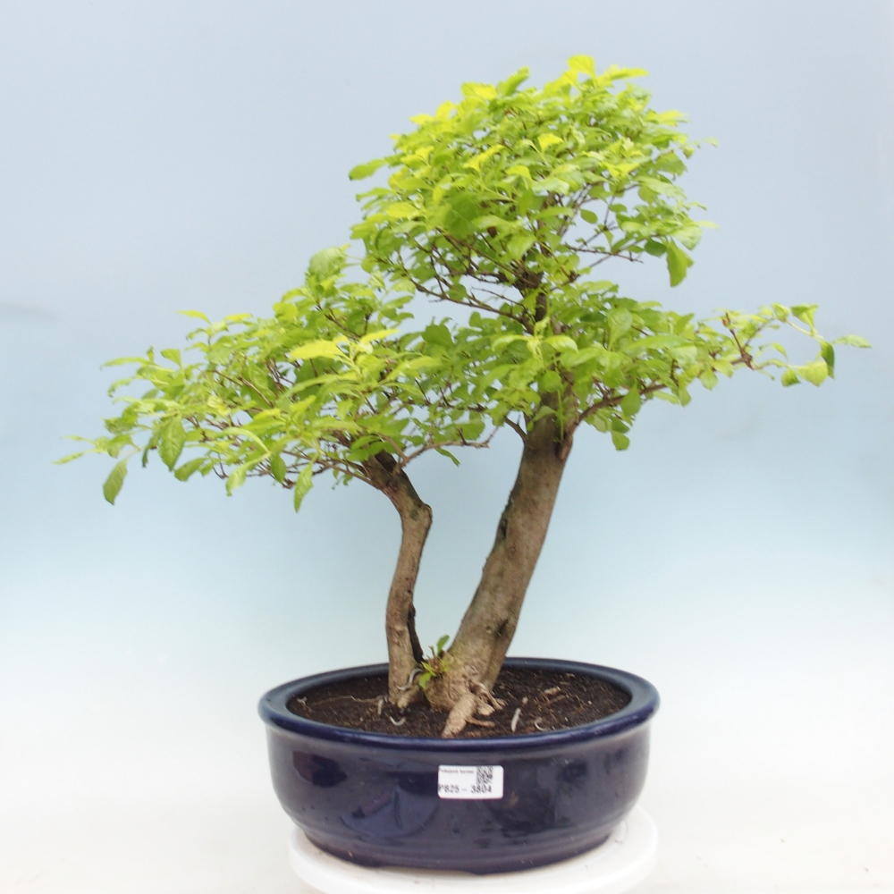 Camera bonsai - Duranta erecta Aurea