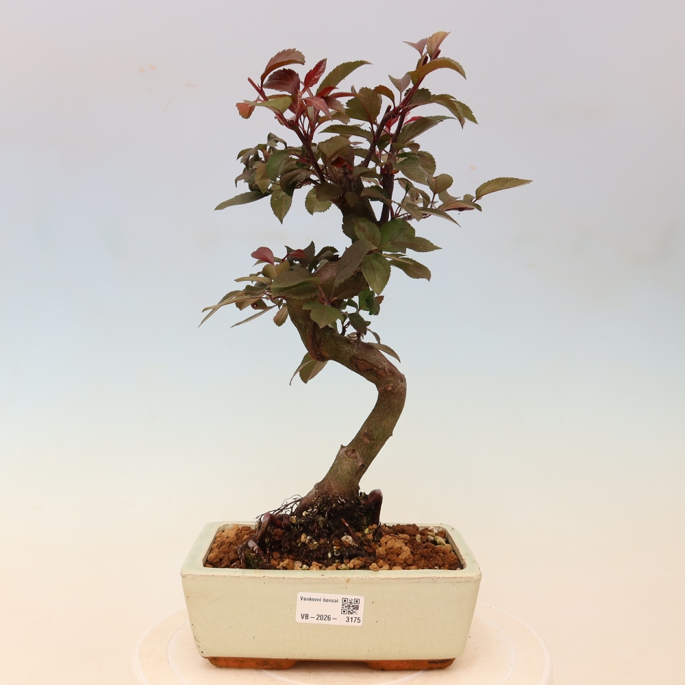 Bonsai da esterno -Malus domestica - Melo a piccoli frutti a foglie rosse