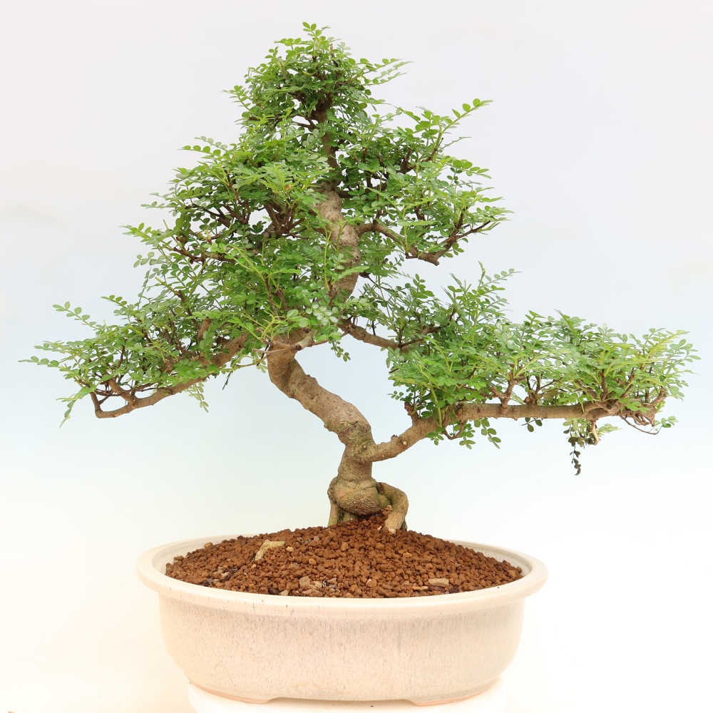 Camera bonsai - Zantoxylum piperitum - albero del pepe