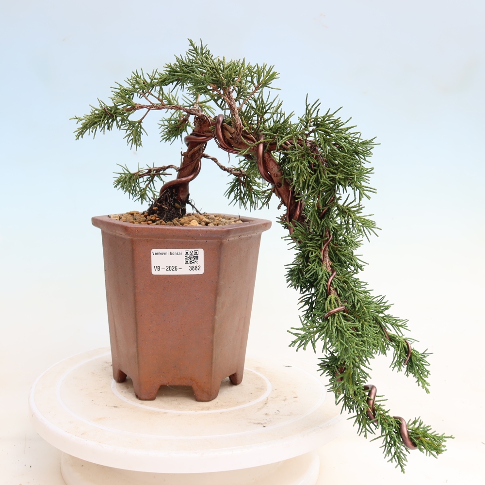 Bonsai da esterno - Juniperus chinensis Kishu