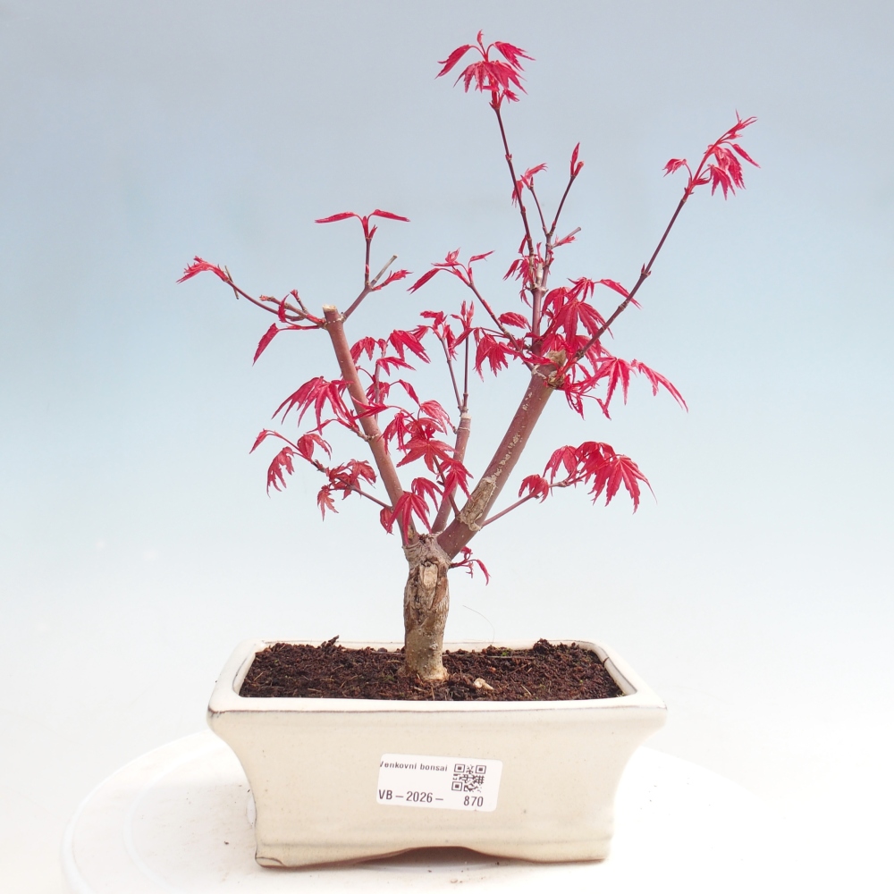 Bonsai da esterno - Acer palmatum DESHOJO