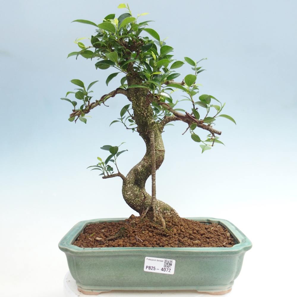 Camera bonsai - Ficus kimmen - ficus a foglie piccole