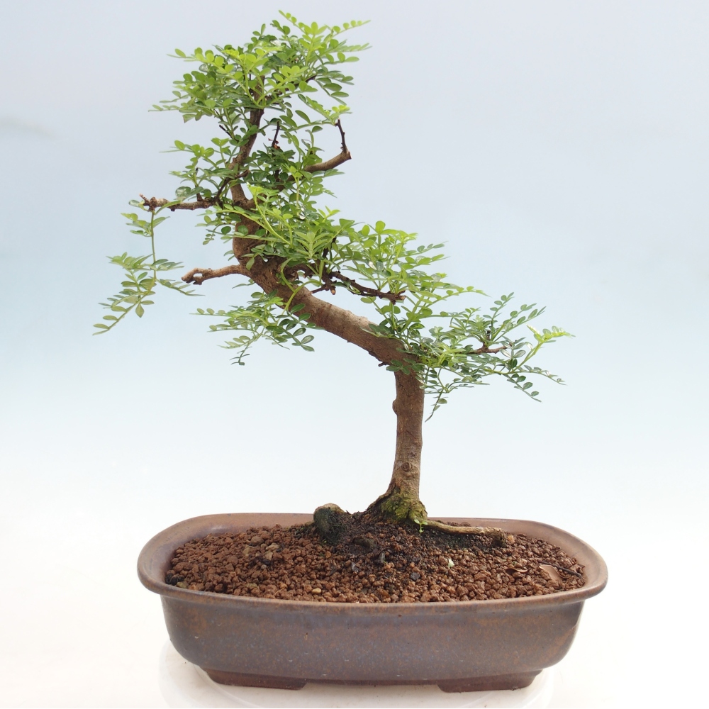 Camera bonsai - Zantoxylum piperitum - albero del pepe