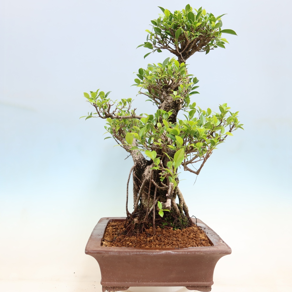 Camera bonsai - Ficus kimmen - ficus a foglie piccole