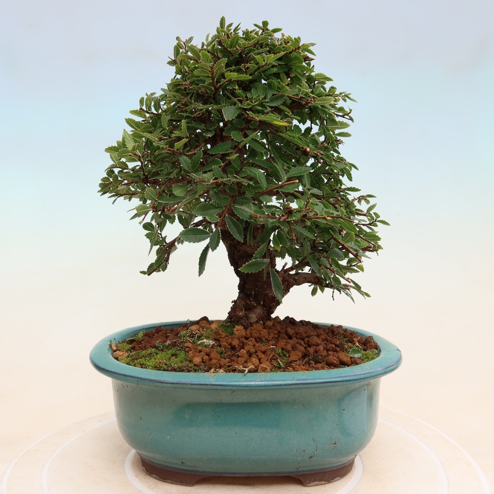 Bonsai da esterno - Zelkova - Zelkova NIRE
