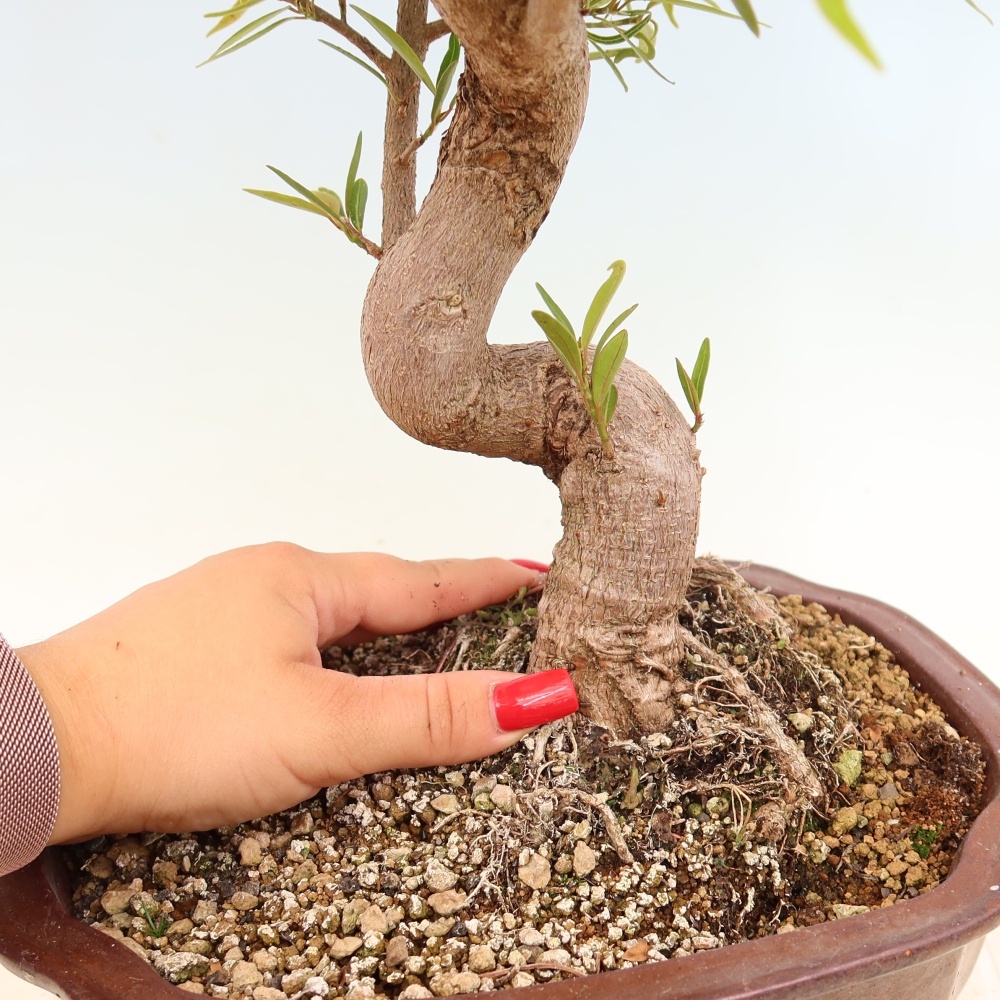 Camera bonsai - Ficus nerifolia - ficus a foglie piccole