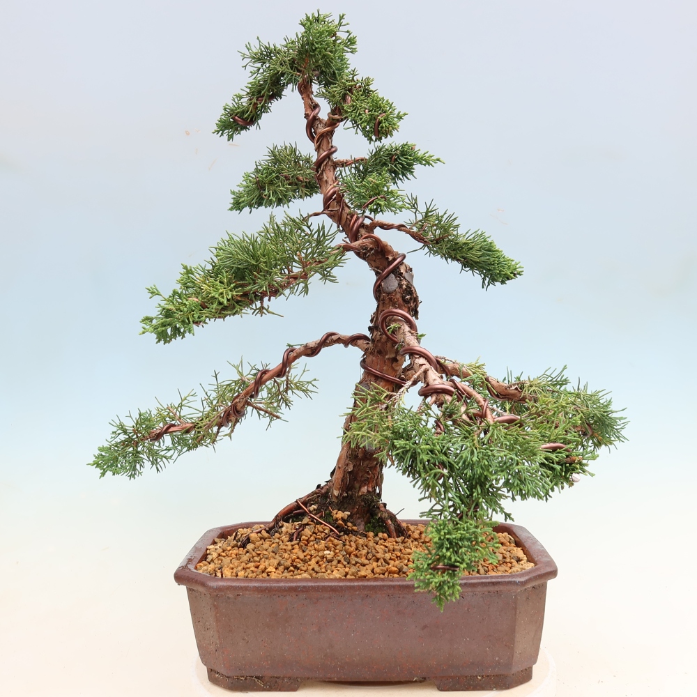 Bonsai da esterno - Juniperus chinensis Kishu