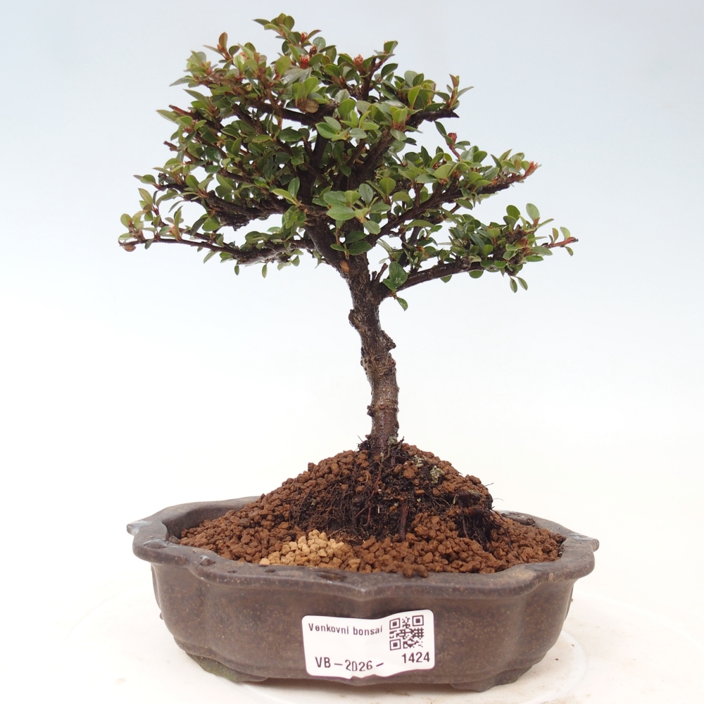 Bonsai da esterno - Cotoneaster horizontalis - Montagna rocciosa