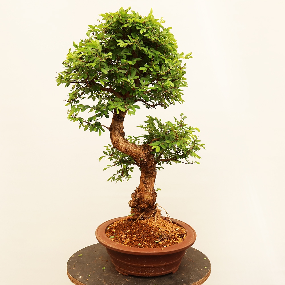 Bonsai da esterno - Zelkova - Zelkova NIRE