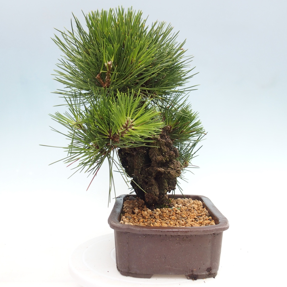 Bonsai da esterno - Pinus thunbergii - Pino di Thunberg