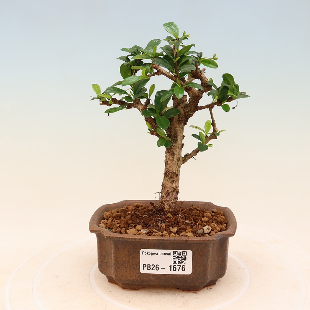 Camera bonsai - Carmona macrophylla - Tea fuki