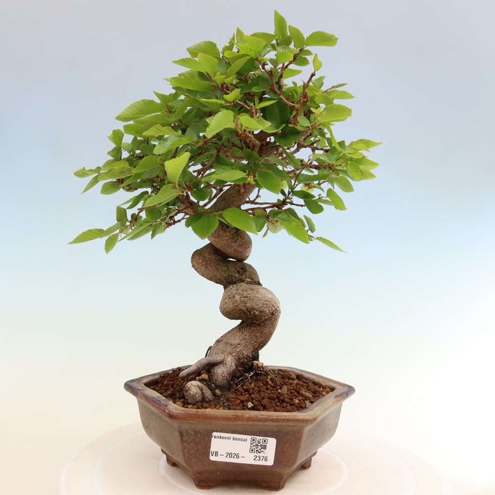 Bonsai da esterno -Carpinus Coreana - Carpino coreano