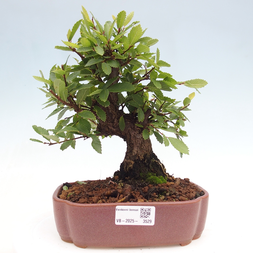 Bonsai da esterno - Zelkova - Zelkova NIRE