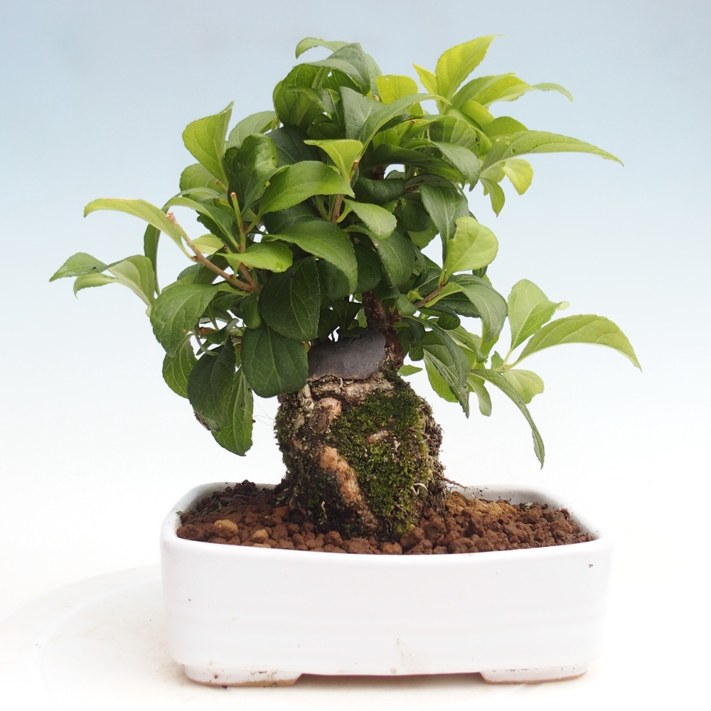 Bonsai da esterno - Celastrus orbiculatus