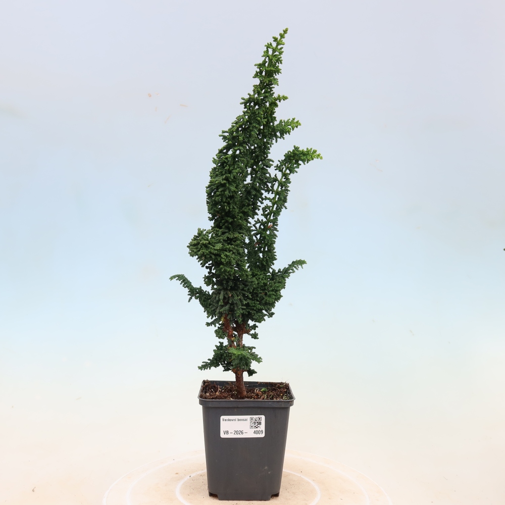 Bonsai da esterno - Cham. obtusa SEKKA HINOKI - Cipresso