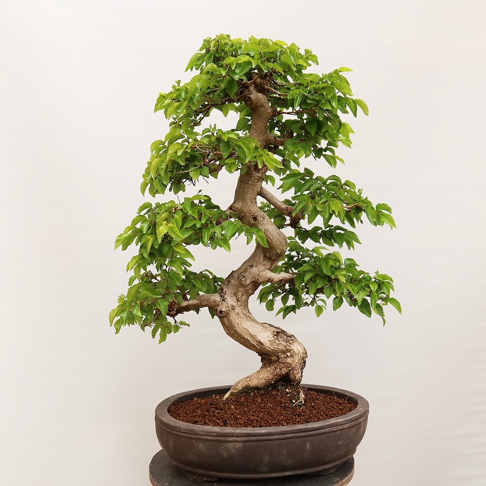 Bonsai da esterno -Carpinus Coreana - Carpino coreano