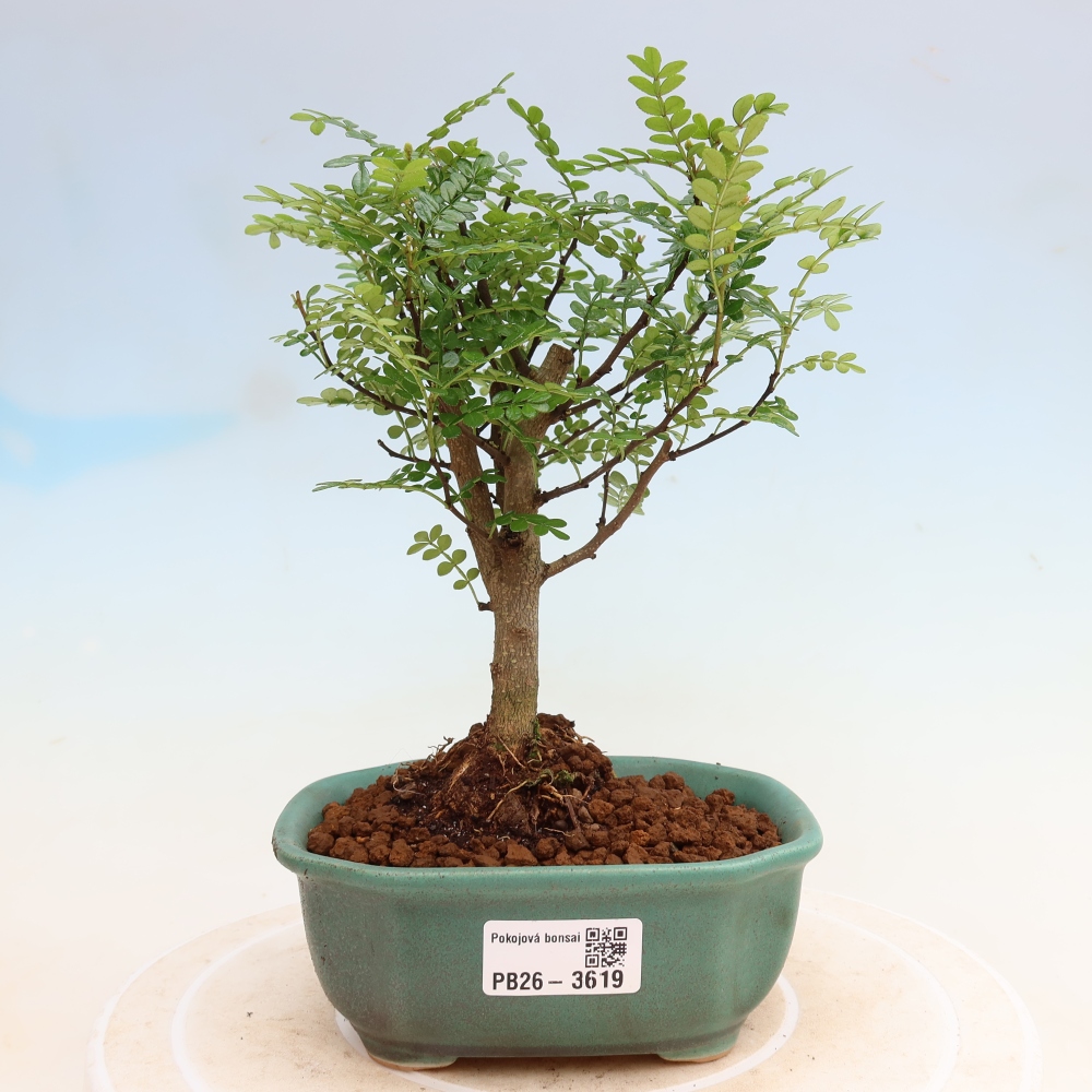 Camera bonsai - Zantoxylum piperitum - albero del pepe