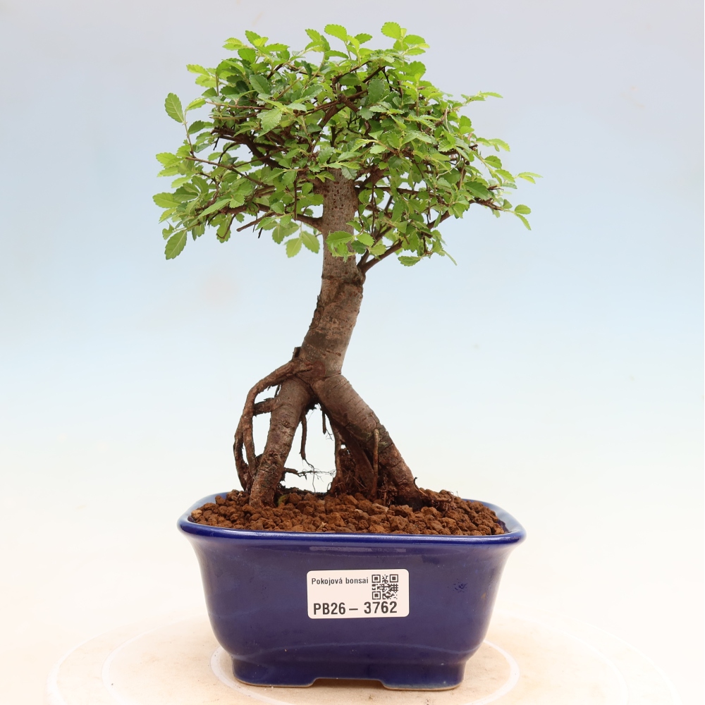 Camera bonsai - Ulmus parvifolia - Olmo a foglie piccole