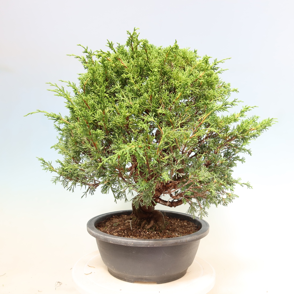 Bonsai da esterno - Juniperus chinensis Itoigawa-Juniperus chinensis