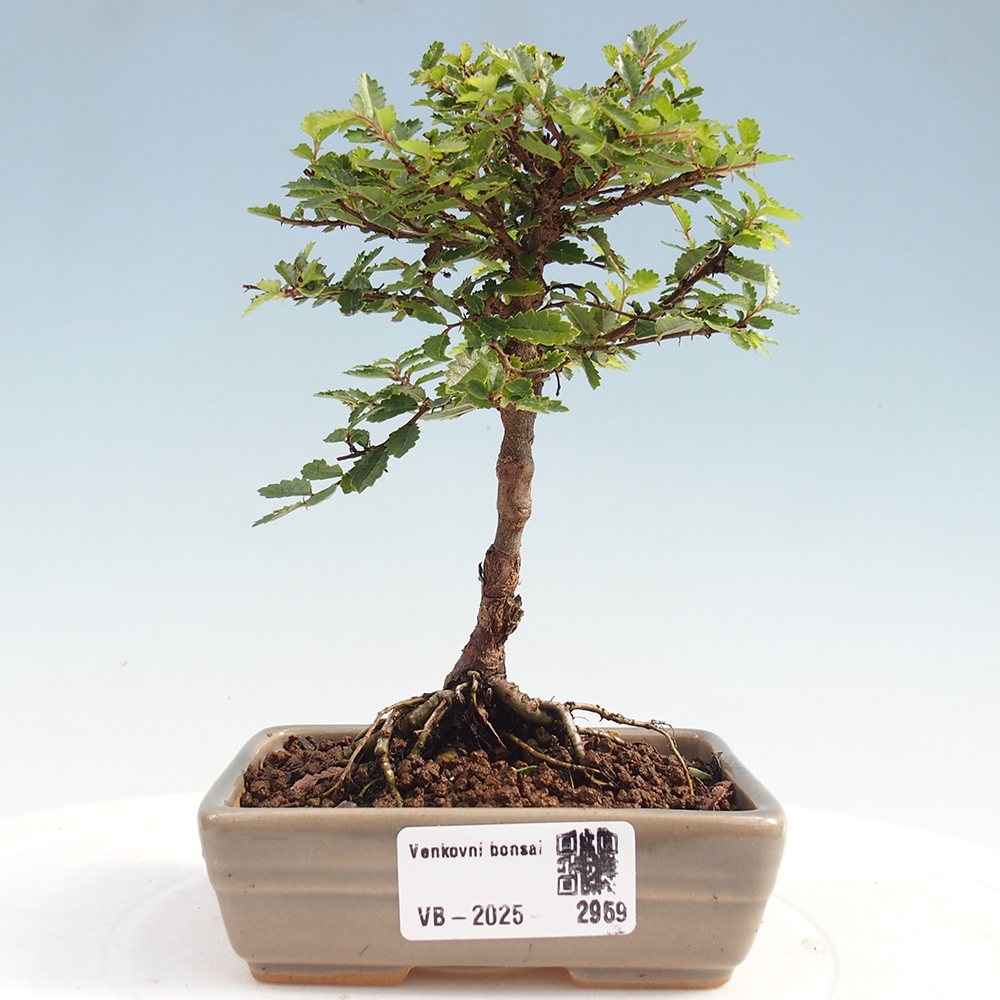 Bonsai da esterno - Ulmus parvifolia Sagei - Olmo a foglie piccole