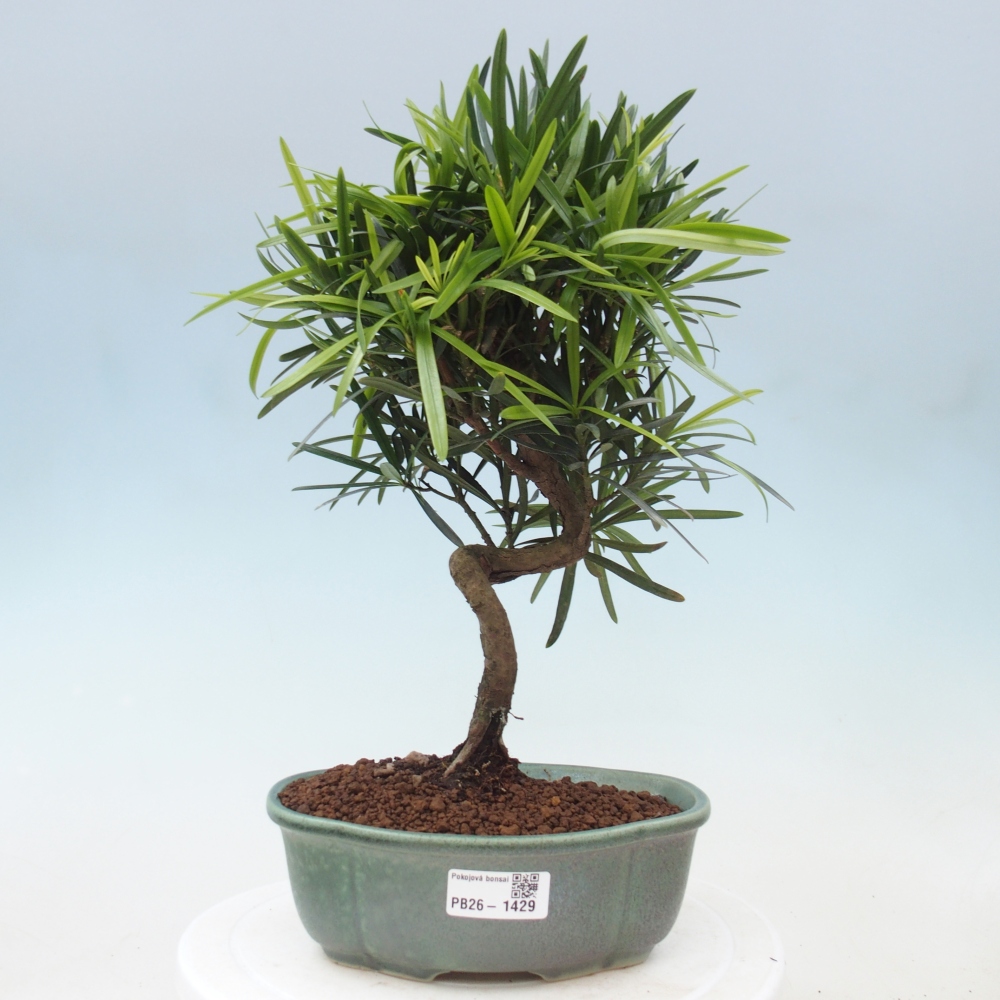 Camera bonsai - Podocarpus - Tasso delle pietre