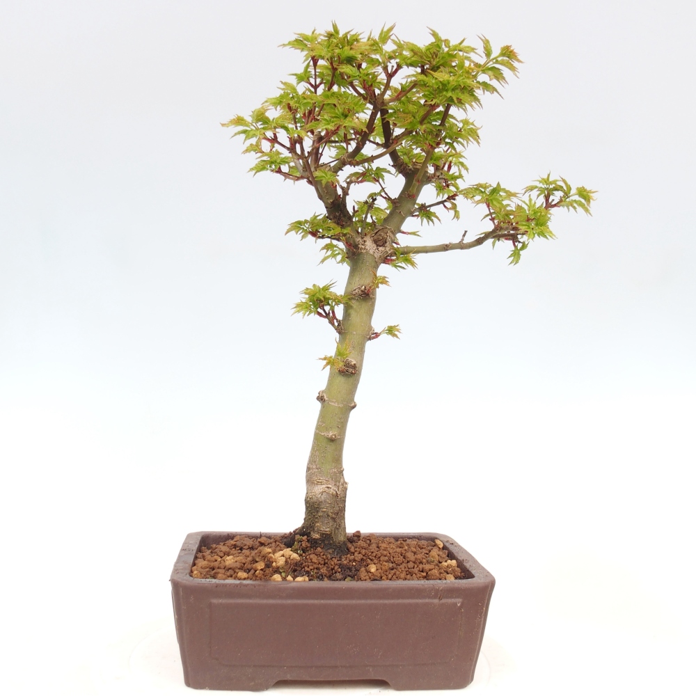 Bonsai da esterno -Palma di Giava Acer palmatum Shishigashira