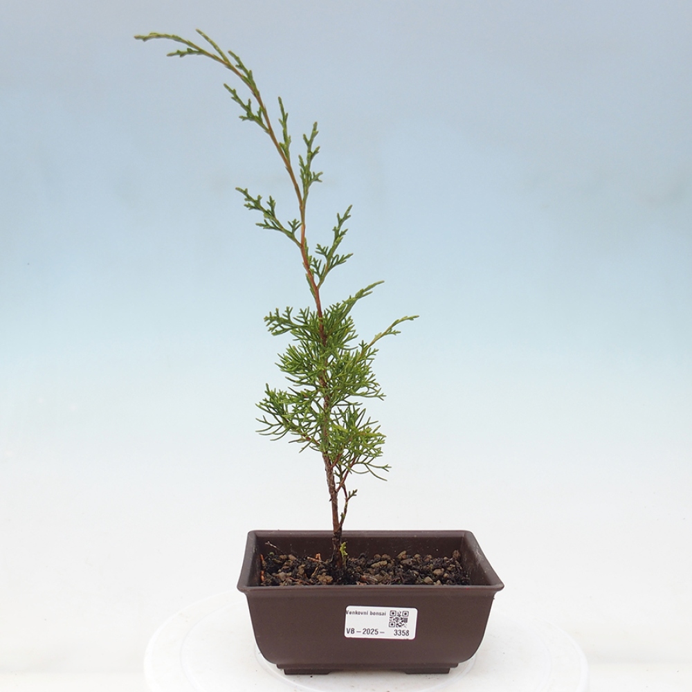 Bonsai da esterno - Juniperus chinensis Itoigawa