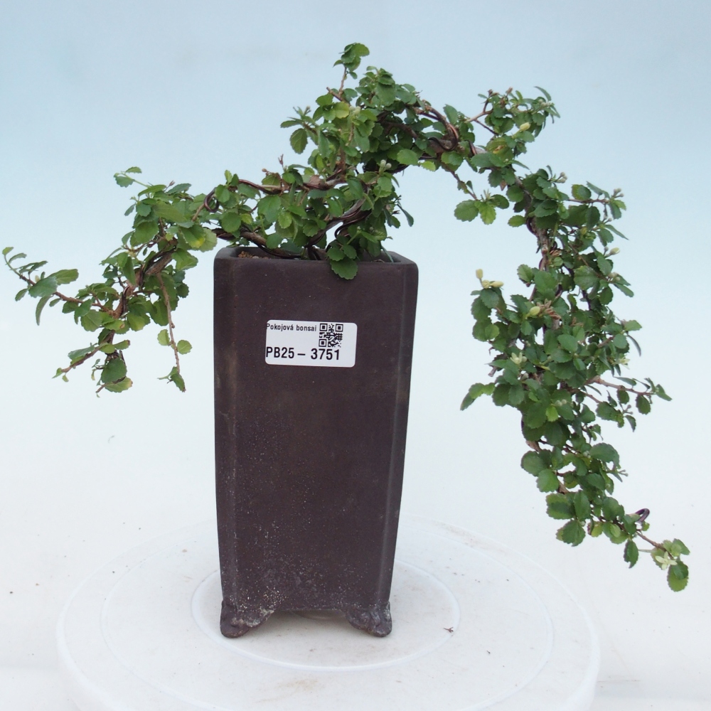 Camera bonsai - Grewia sp. - Grewia malafolia