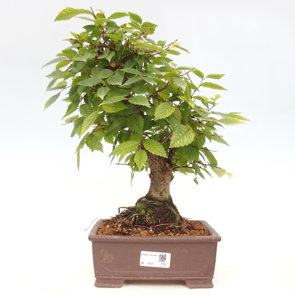 Bonsai da esterno - Zelkova - Zelkova NIRE