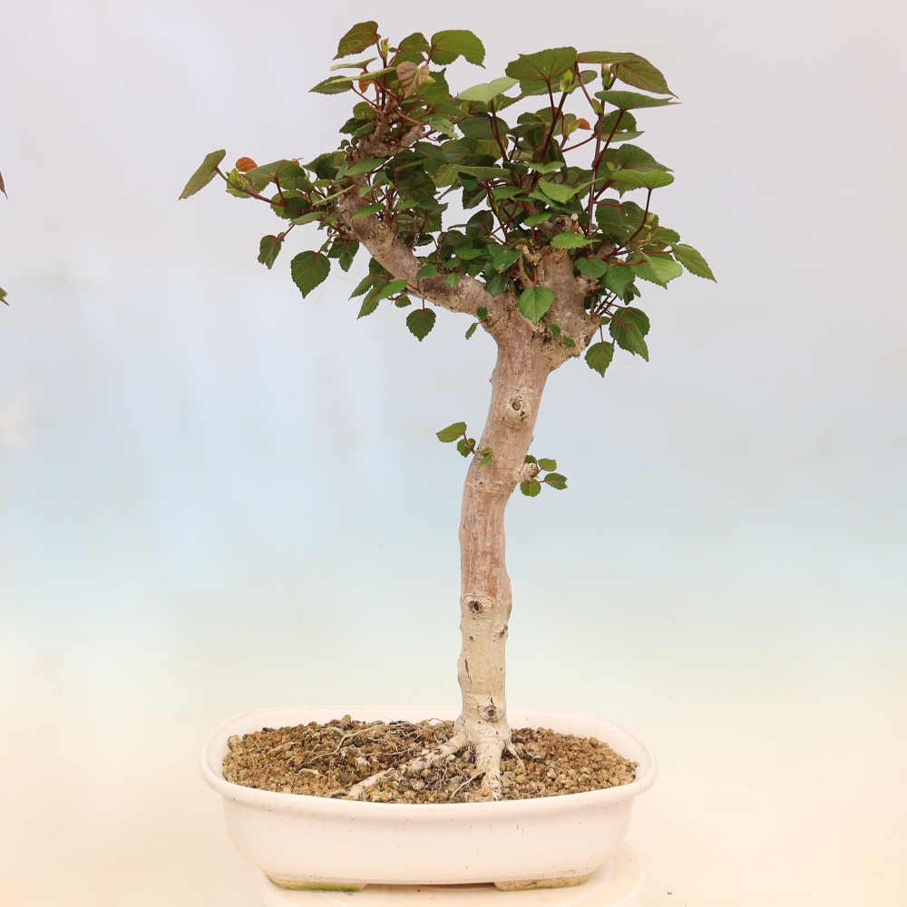 Bonsai da interno - Hibiscus tiliaceus - Ibisco marino