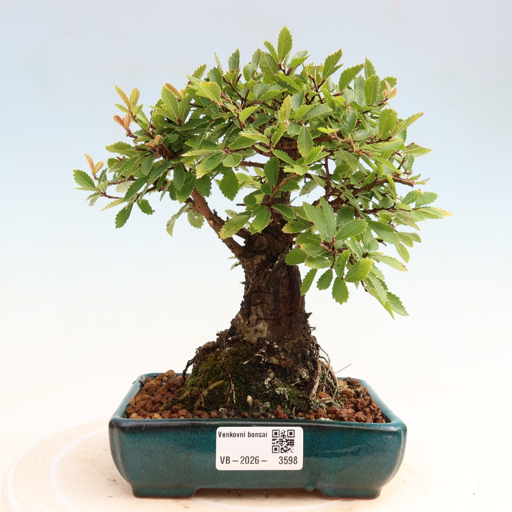 Bonsai da esterno - Zelkova - Zelkova NIRE