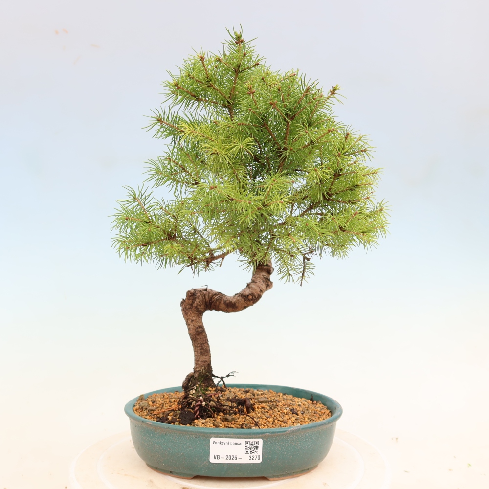 Bonsai da esterno - Abete rosso - Picea glauca globo