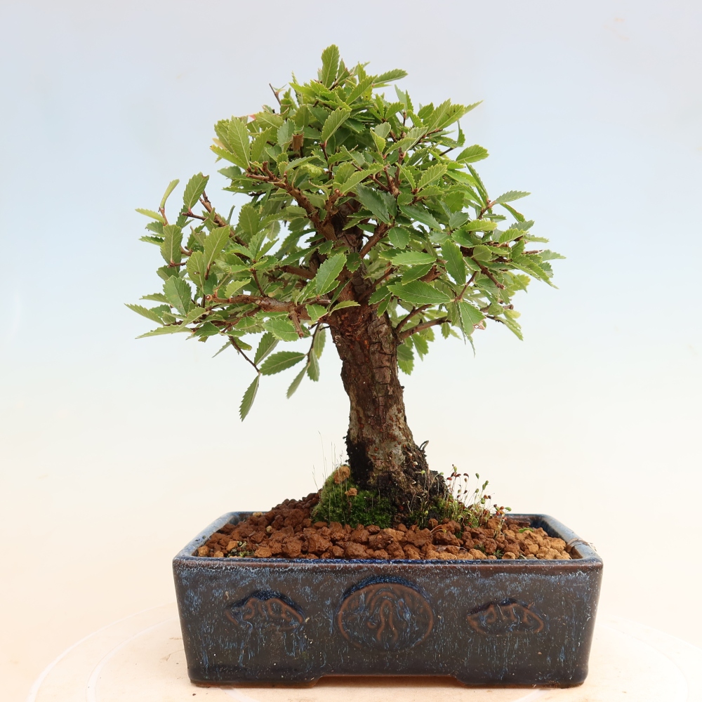 Bonsai da esterno - Zelkova - Zelkova NIRE